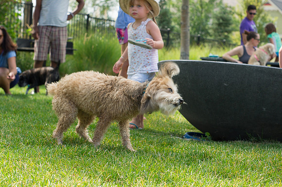 Dog Daze | Stapleton MCA