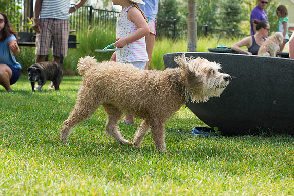Dog Daze | Stapleton MCA