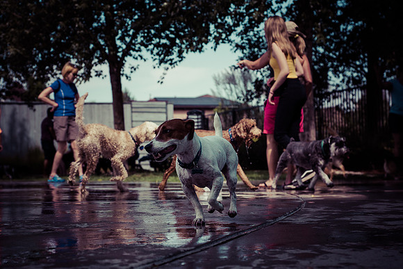 Dog Daze | Stapleton MCA