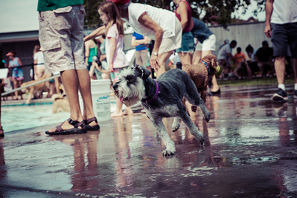 Dog Daze | Stapleton MCA