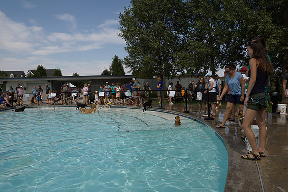 Dog Daze | Stapleton MCA