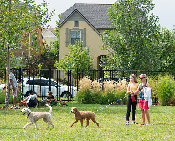 Dog Daze | Stapleton MCA