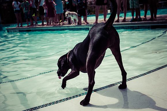 Dog Daze | Stapleton MCA