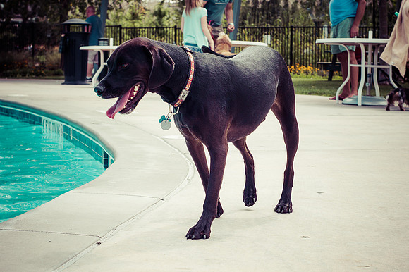 Dog Daze | Stapleton MCA
