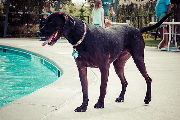 Dog Daze | Stapleton MCA