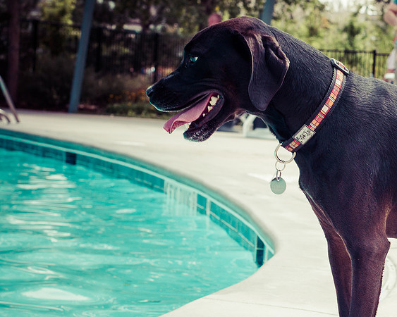 Dog Daze | Stapleton MCA