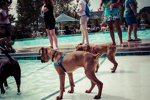 Dog Daze | Stapleton MCA