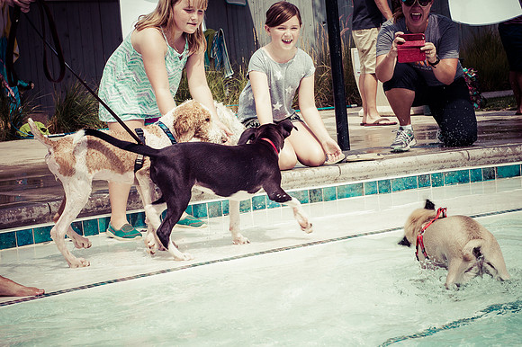 Dog Daze | Stapleton MCA