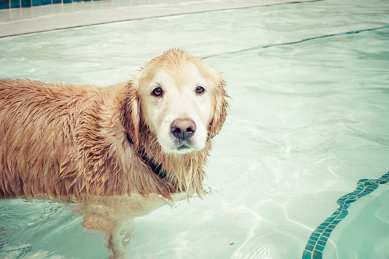 Dog Daze | Stapleton MCA