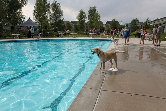 Dog Daze | Stapleton MCA