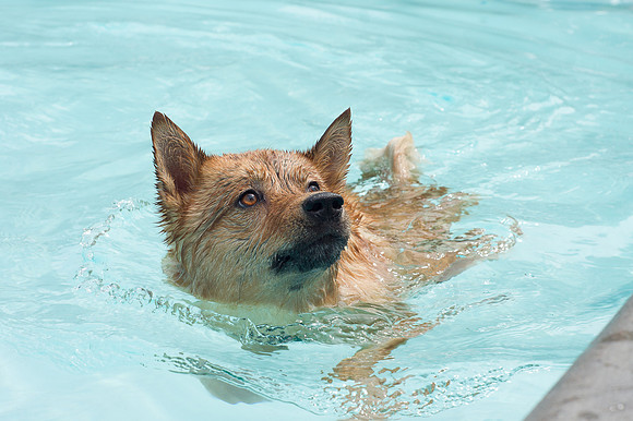Dog Daze | Stapleton MCA