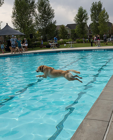 Dog Daze | Stapleton MCA