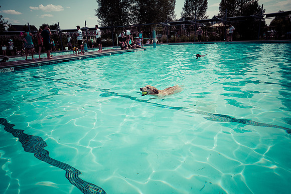 Dog Daze | Stapleton MCA