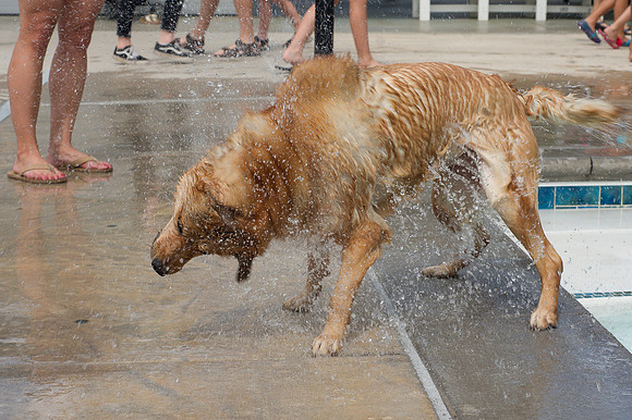 Dog Daze | Stapleton MCA