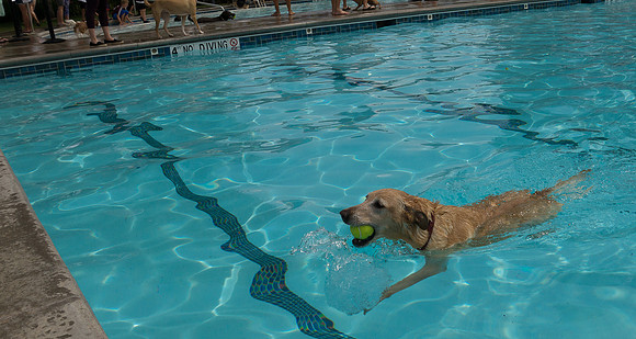 Dog Daze | Stapleton MCA