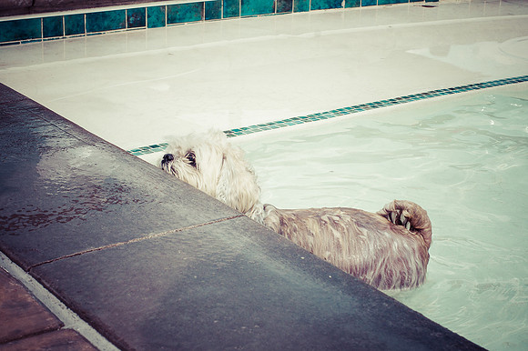 Dog Daze | Stapleton MCA