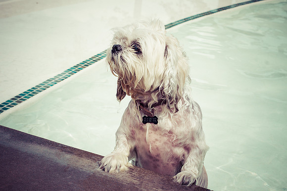 Dog Daze | Stapleton MCA