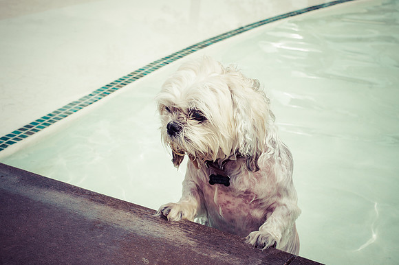 Dog Daze | Stapleton MCA