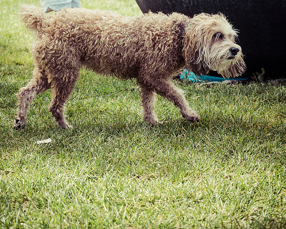 Dog Daze | Stapleton MCA