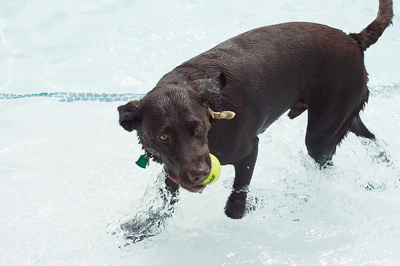 Dog Daze | Stapleton MCA