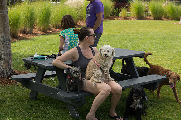 Dog Daze | Stapleton MCA