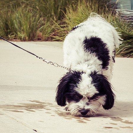 Dog Daze | Stapleton MCA