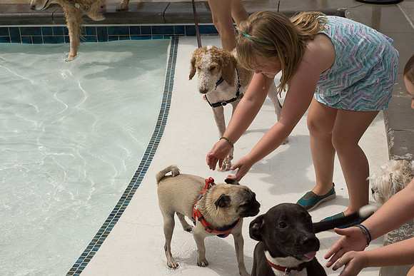 Dog Daze | Stapleton MCA