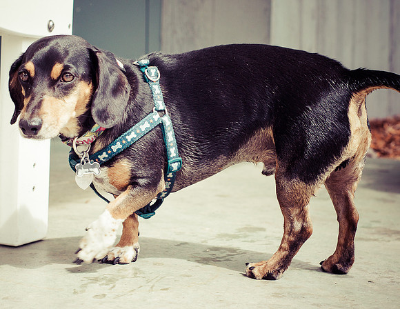 Dog Daze | Stapleton MCA