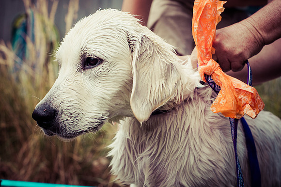 Dog Daze | Stapleton MCA