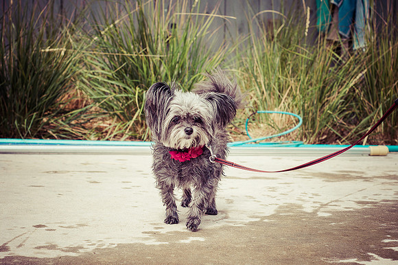 Dog Daze | Stapleton MCA