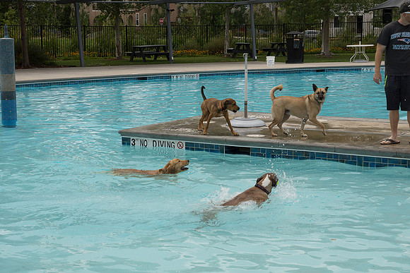 Dog Daze | Stapleton MCA