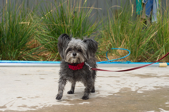 Dog Daze | Stapleton MCA