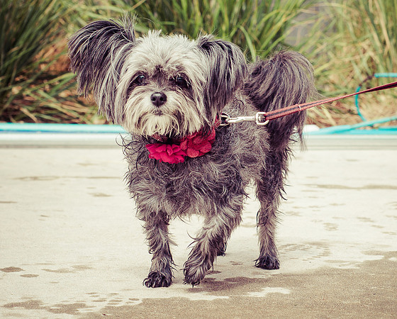 Dog Daze | Stapleton MCA