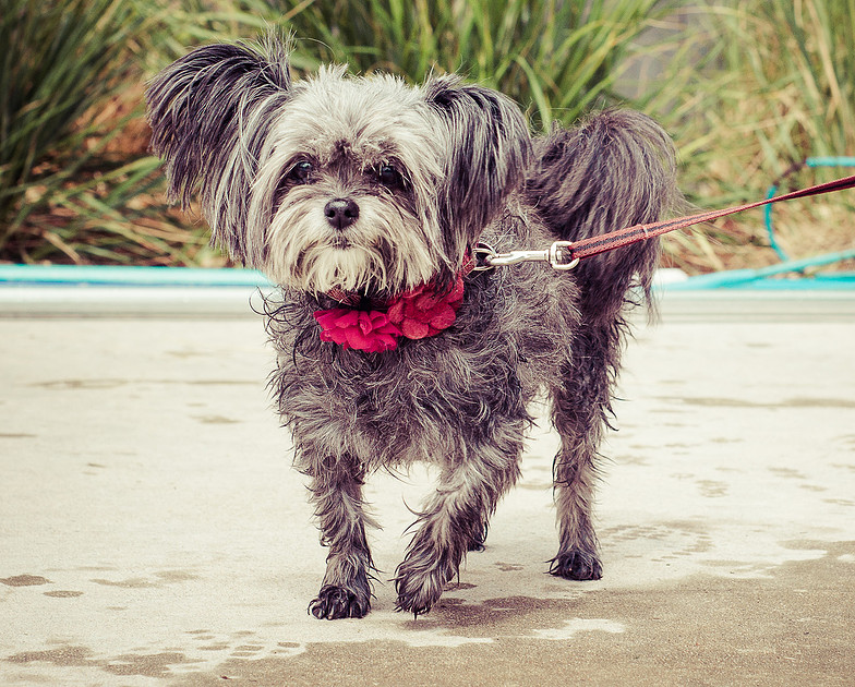 Dog Daze | Stapleton MCA