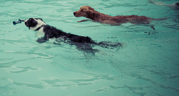 Dog Daze | Stapleton MCA