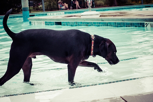 Dog Daze | Stapleton MCA