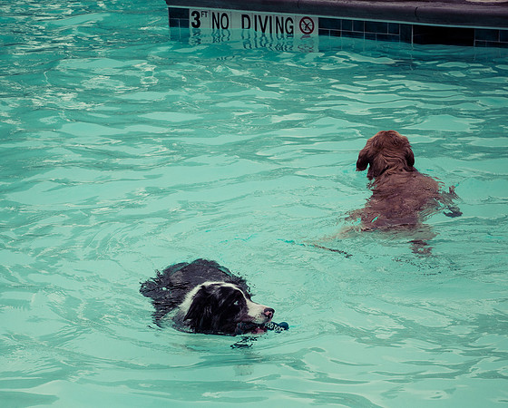 Dog Daze | Stapleton MCA