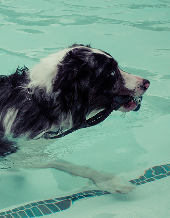 Dog Daze | Stapleton MCA