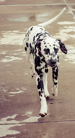 Dog Daze | Stapleton MCA