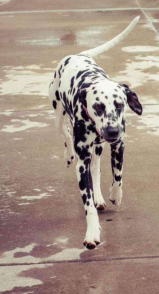 Dog Daze | Stapleton MCA