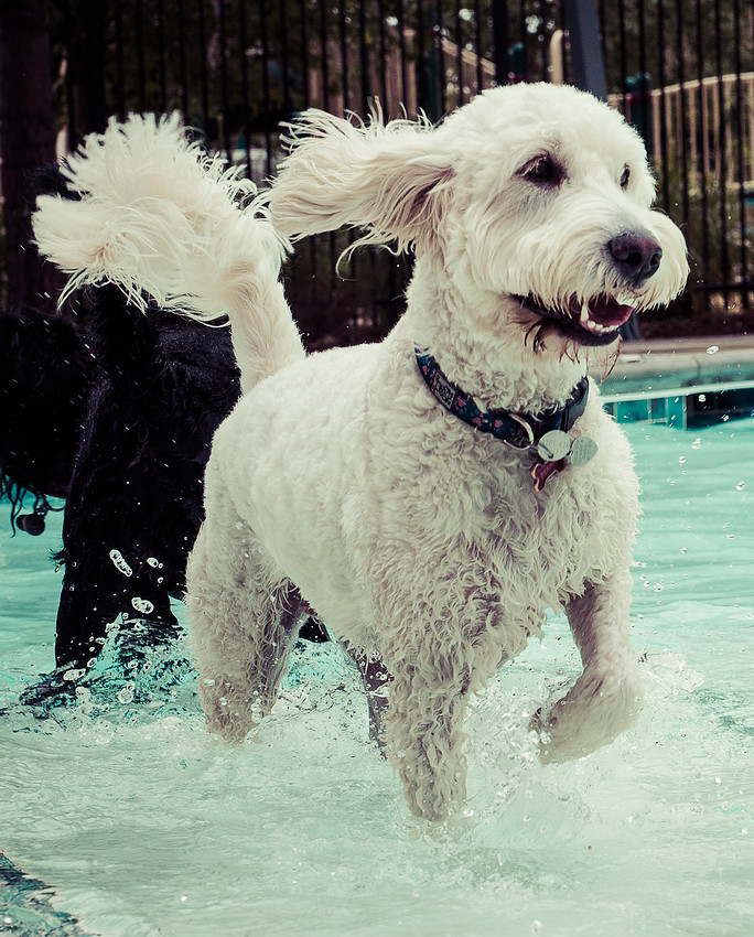 Dog Daze | Stapleton MCA