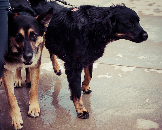 Dog Daze | Stapleton MCA