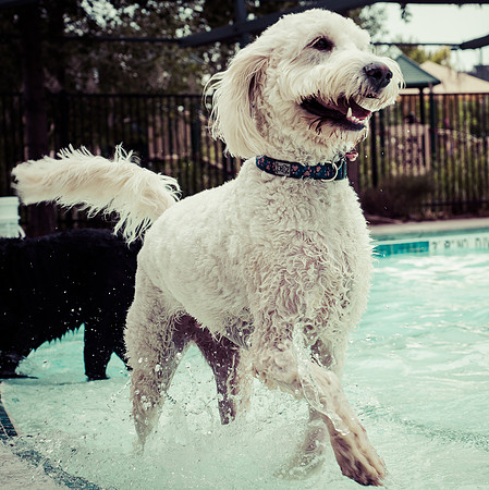 Dog Daze | Stapleton MCA