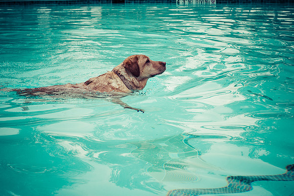 Dog Daze | Stapleton MCA