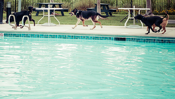 Dog Daze | Stapleton MCA