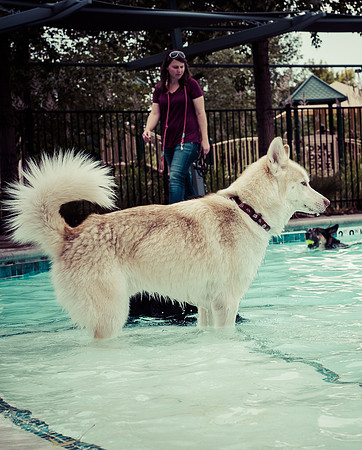 Dog Daze | Stapleton MCA