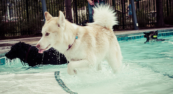 Dog Daze | Stapleton MCA