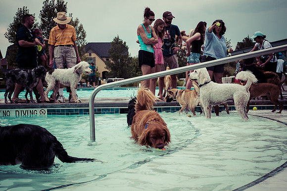 Dog Daze | Stapleton MCA
