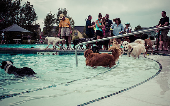Dog Daze | Stapleton MCA