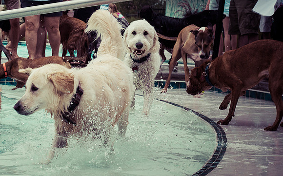 Dog Daze | Stapleton MCA